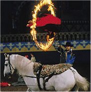 Arabian Nights Dinner Show Discount Tickets in Florida