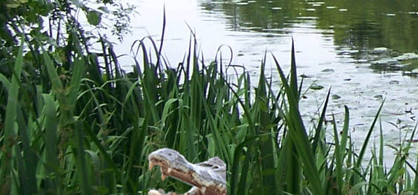 Gatorland's Jungle Crocs