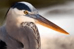 Gatorland Birds