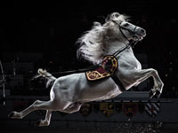 Medieval Times Orlando Dinner Show